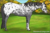 Horse Color:Black Ice Appaloosa