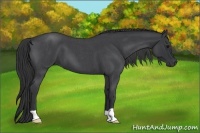Horse Color:Blue Roan 