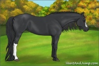 Horse Color:Black 