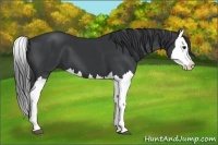 Horse Color:Black Splash 