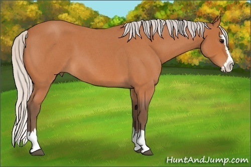 Horse Color:Silver Bay Roan Splash 