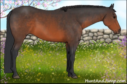 Horse Color: Brown 