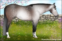 Horse Color:Gray Bay Roan 