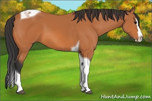 Horse Color:Bay Splash Tobiano