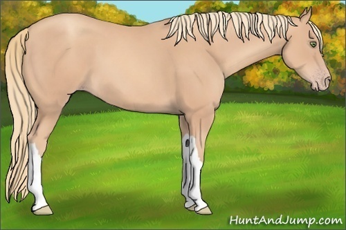 Horse Color: Gold Champagne 
