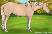 Horse Color:Gold Champagne 