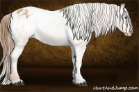 Horse Color:Red Dun Blanket Rabicano 