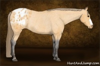 Horse Color:Buckskin Blanket Rabicano 