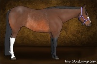 Horse Color:Bay Rabicano 