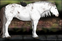 Horse Color:Liver Chestnut Sabino 