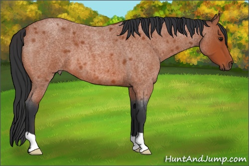 Horse Color:Bay Roan 