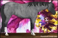 Horse Color:Blue Roan 