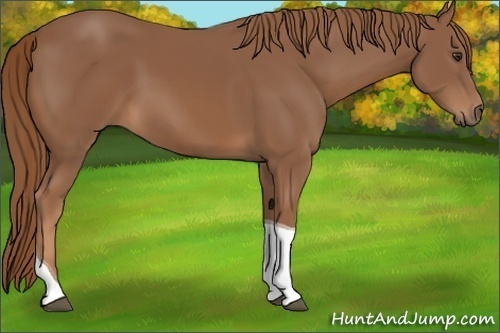 Horse Color:Chestnut Tobiano