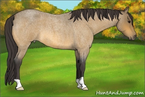 Horse Color:Buckskin Roan 