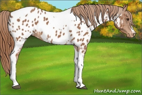 Horse Color:Chestnut Tobiano Appaloosa 