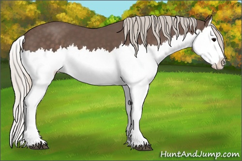 Horse Color: Silver Black Splash 