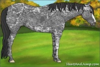 Horse Color:Black Ice 