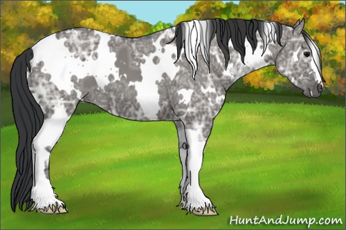 Horse Color: White Spotted Grullo Ice 