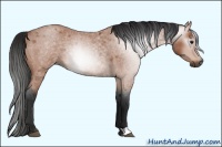 Horse Color:Gray Bay Roan 
