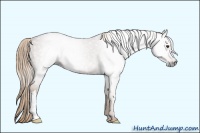 Horse Color:Gray Red Roan 