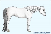 Horse Color:Gray Bay Sabino