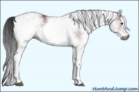Horse Color:Gray White Spotted Bay
