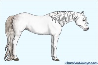 Horse Color:Gray White Spotted Chestnut 