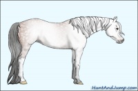 Horse Color:Gray Bay 