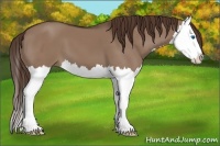 Horse Color:Liver Red Dun Splash 