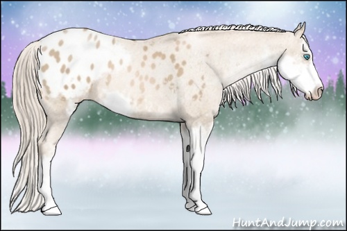 Horse Color: Chocolate Palomino Pearl Sabino Blanket 