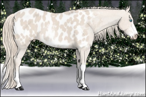 Horse Color: Smoky Creme Sabino Near Leopard Rabicano 