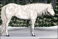 Horse Color:Smoky Creme Sabino Near Leopard Rabicano 