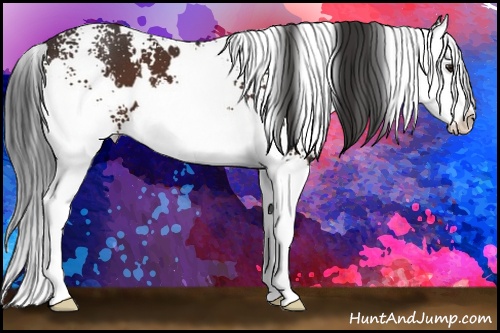 Horse Color: White Spotted Brown Splash 