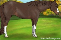 Horse Color:Liver Chestnut 