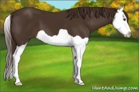Horse Color:Liver Chestnut Splash 