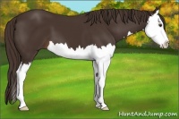 Horse Color:Liver Chestnut Splash 