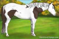 Horse Color:Liver Chestnut Splash Tobiano 
