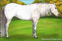 Horse Color:Bay Snowcap 