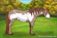 Horse Color:Red Roan Frame 