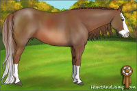 Horse Color:Liver Chestnut Splash