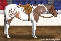Horse Color:Bay Tobiano Blanket 