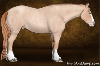 Horse Color:Gold Champagne Roan Splash 