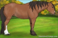 Horse Color:Bay Rabicano 