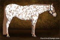 Horse Color:Liver Chestnut Pearl Sabino Near Leopard 