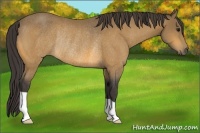 Horse Color:Buckskin Rabicano