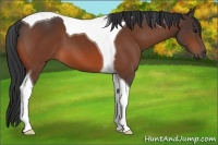 Horse Color:Brown Tobiano