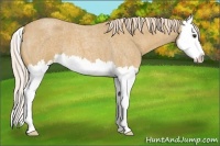 Horse Color:Palomino Roan Splash 