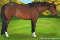 Horse Color:Brown Rabicano 