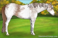 Horse Color:White Spotted Chestnut Rabicano