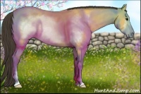 Horse Color:Buckskin Sabino Frame Rabicano 